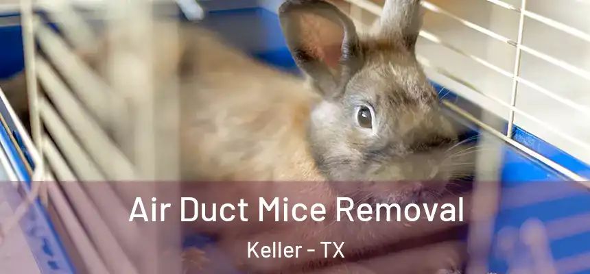 Air Duct Mice Removal Keller - TX